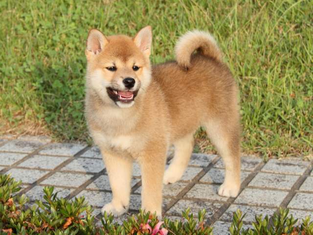 IMG_8188-shiba-puppy IMG_8188-shiba-puppy