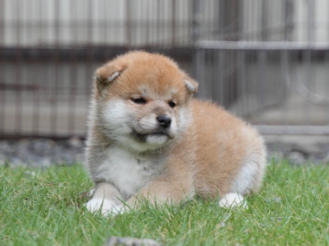 IMG_8223-shiba-puppy IMG_8223-shiba-puppy