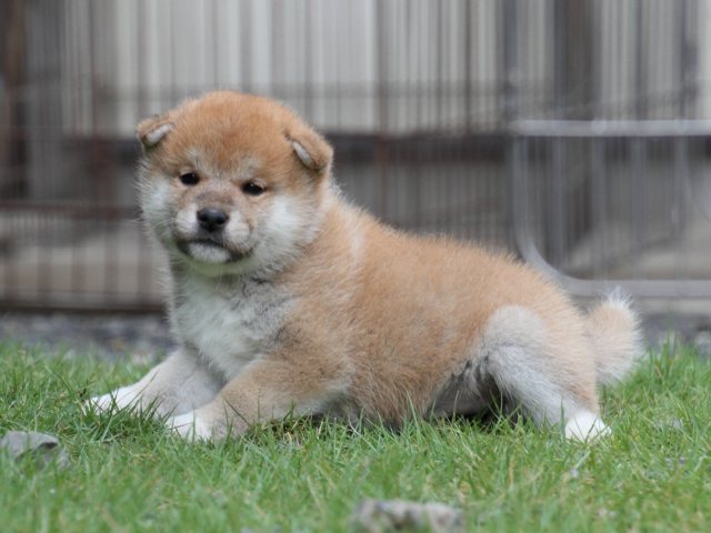 IMG_8228-shiba-puppy IMG_8228-shiba-puppy