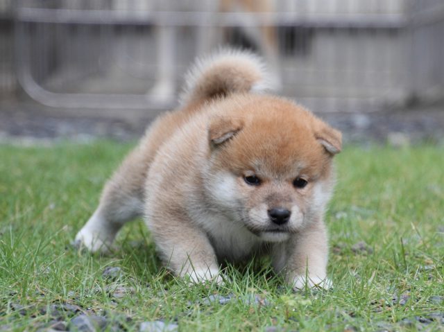 IMG_8238-shiba-puppy IMG_8238-shiba-puppy