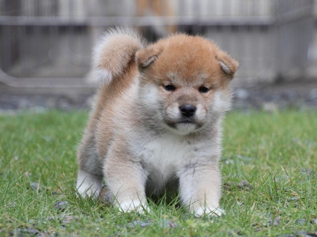 IMG_8252-shiba-puppy IMG_8252-shiba-puppy