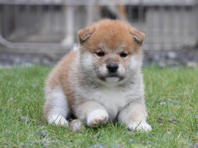 IMG_8258-shiba-puppy IMG_8258-shiba-puppy
