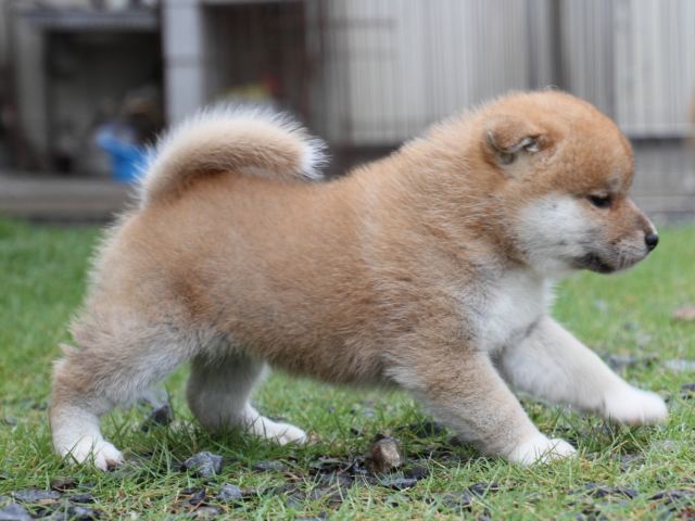 IMG_8283-shiba-puppy IMG_8283-shiba-puppy