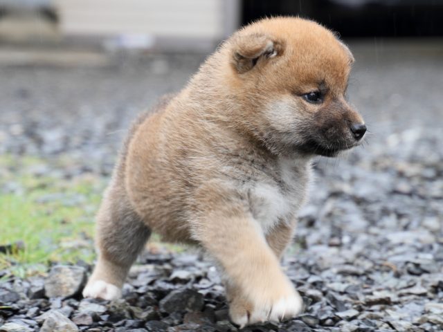 IMG_8490-shiba-puppy IMG_8490-shiba-puppy