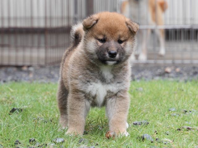 IMG_8500-shiba-puppy IMG_8500-shiba-puppy