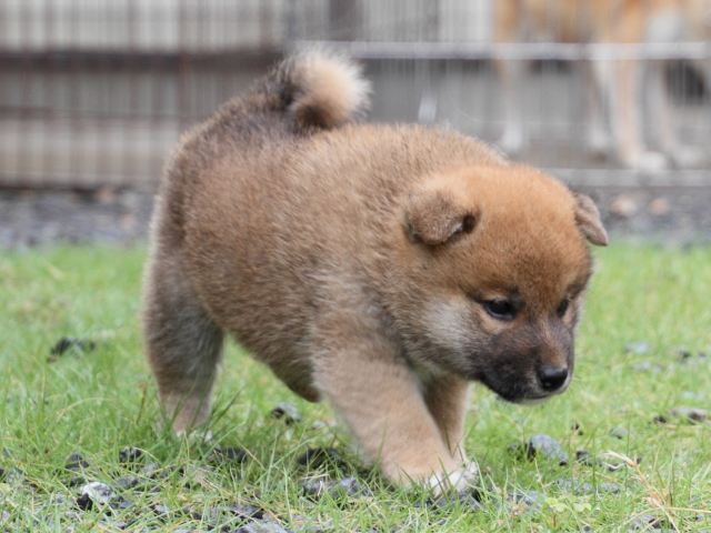 IMG_8508-shiba-puppy IMG_8508-shiba-puppy