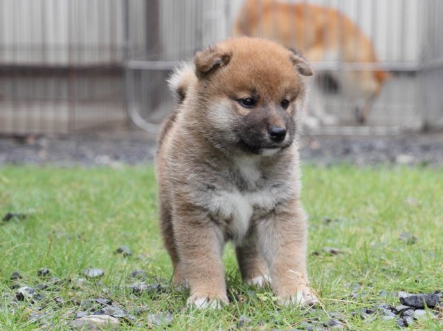 IMG_8514-shiba-puppy IMG_8514-shiba-puppy