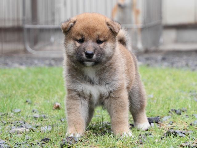 IMG_8528-shiba-puppy IMG_8528-shiba-puppy