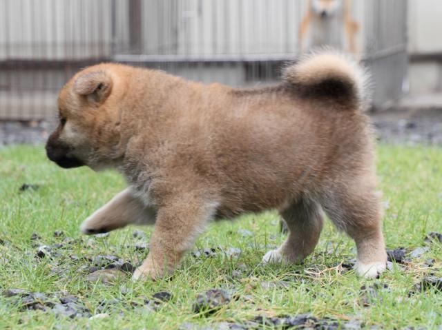 IMG_8536-shiba-puppy IMG_8536-shiba-puppy