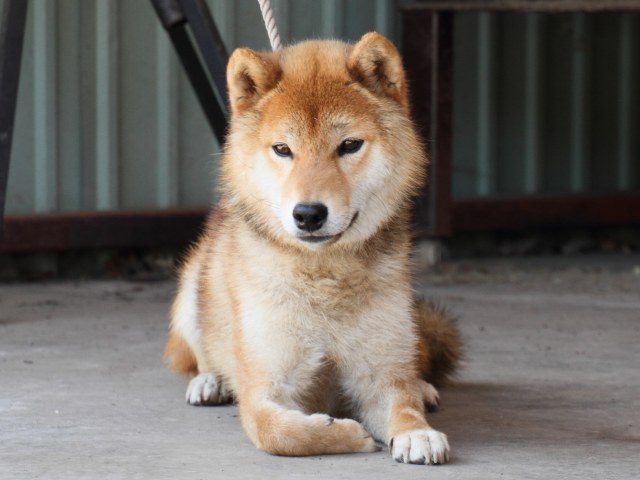 IMG_8963-shiba-puppy IMG_8963-shiba-puppy
