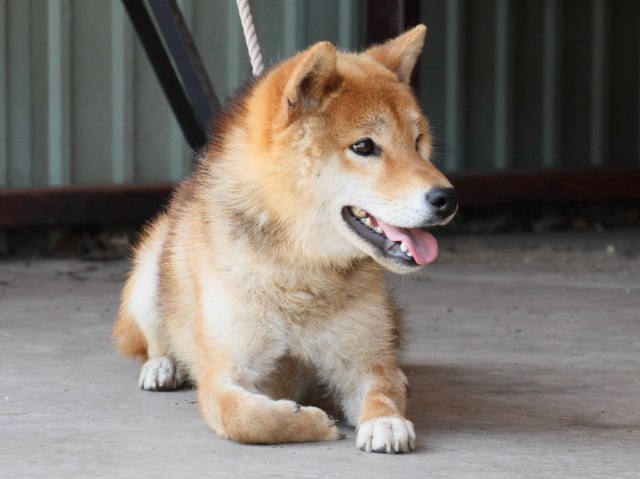IMG_8966-shiba-puppy IMG_8966-shiba-puppy