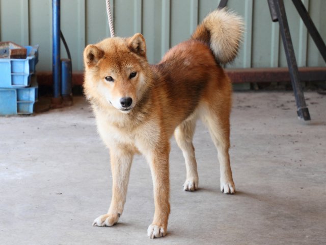 IMG_8972-shiba-puppy IMG_8972-shiba-puppy
