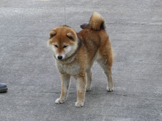 IMG_9268-shiba-puppy IMG_9268-shiba-puppy
