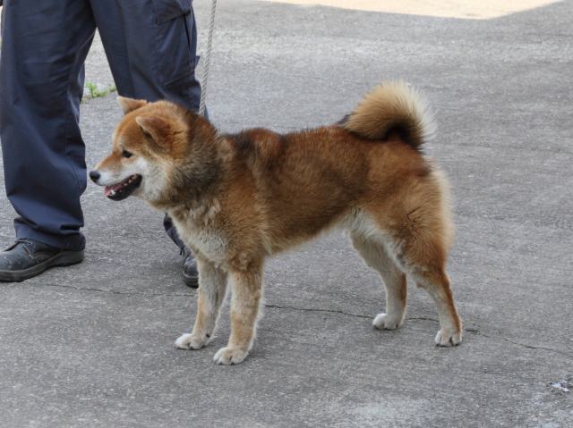 IMG_9279-shiba-puppy IMG_9279-shiba-puppy