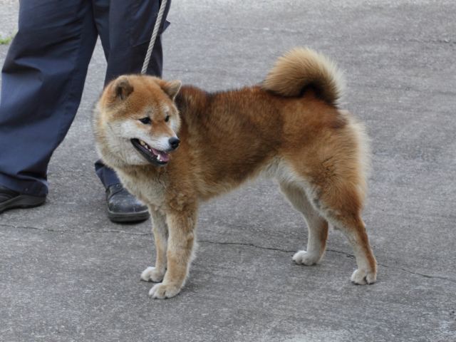 IMG_9282-shiba-puppy IMG_9282-shiba-puppy