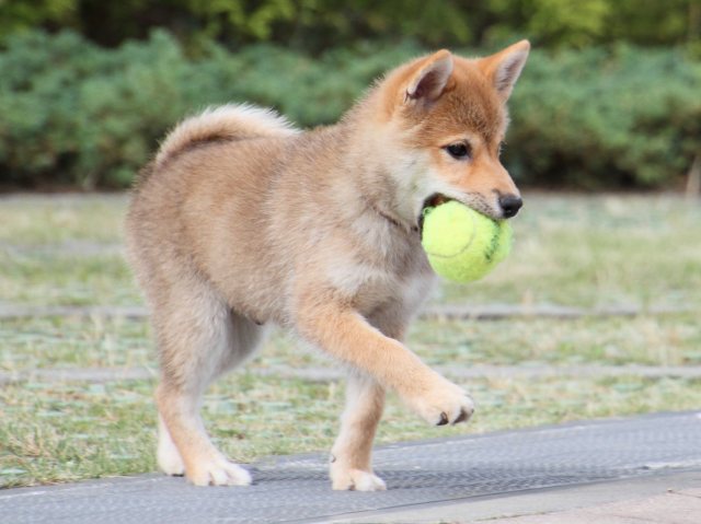 IMG_9305-shiba-puppy IMG_9305-shiba-puppy