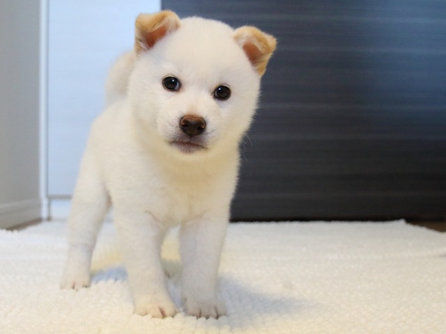 IMG_9332-shiba-puppy