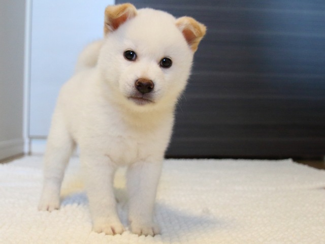 IMG_9334-shiba-puppy