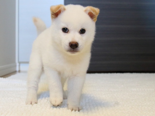 IMG_9336-shiba-puppy