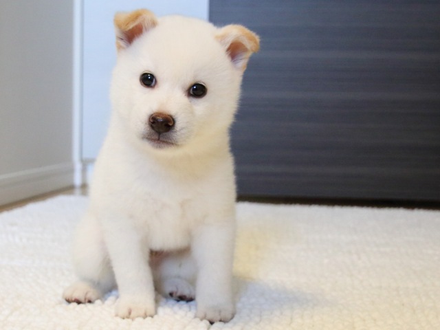 IMG_9345-shiba-puppy