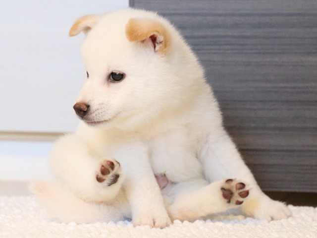 IMG_9360-shiba-puppy