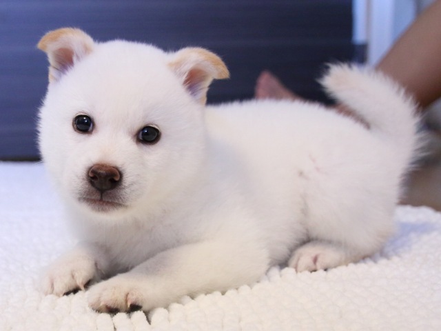 IMG_9384-shiba-puppy