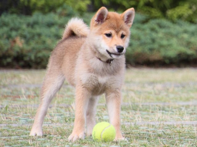 IMG_9393-shiba-puppy IMG_9393-shiba-puppy