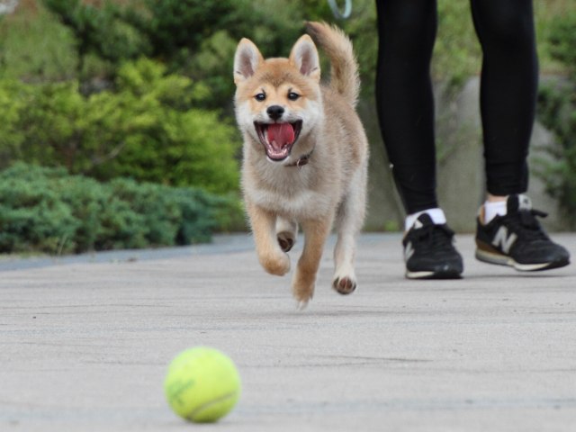 IMG_9415-shiba-puppy IMG_9415-shiba-puppy