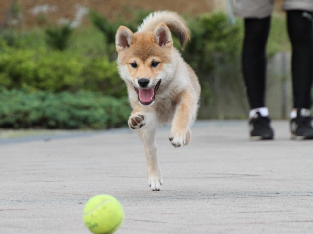 IMG_9420-shiba-puppy IMG_9420-shiba-puppy