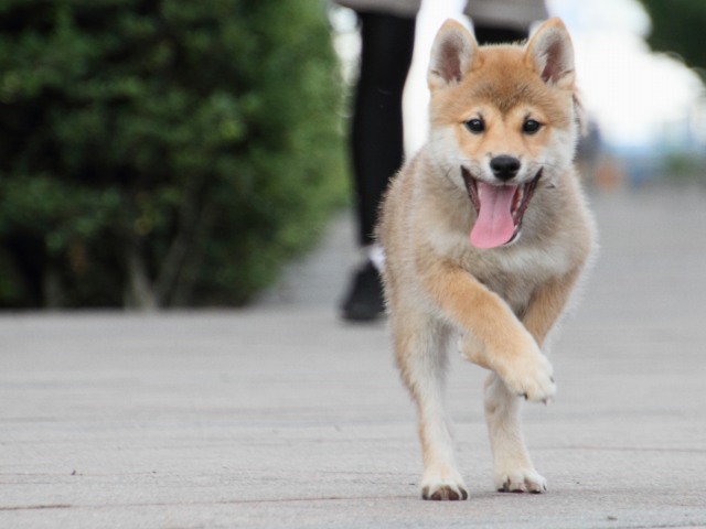 IMG_9436-shiba-puppy IMG_9436-shiba-puppy