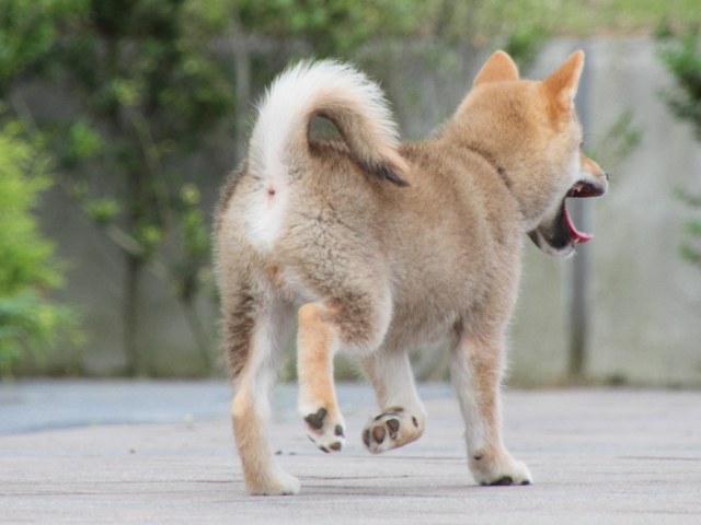 IMG_9457-shiba-puppy IMG_9457-shiba-puppy