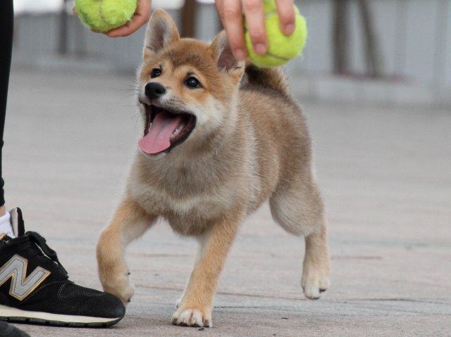 IMG_9473-shiba-puppy IMG_9473-shiba-puppy