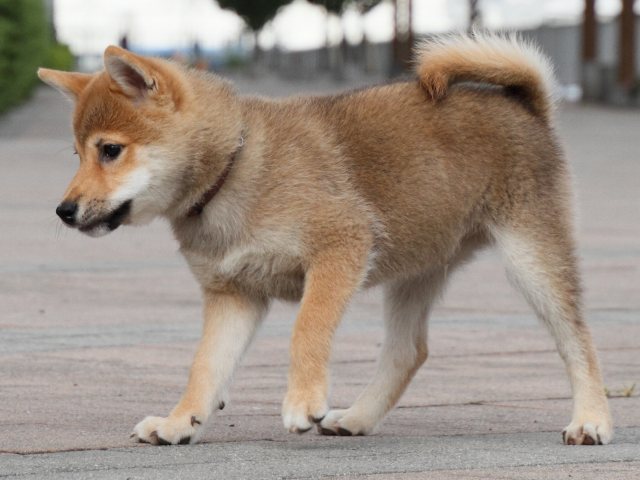 IMG_9505-shiba-puppy IMG_9505-shiba-puppy
