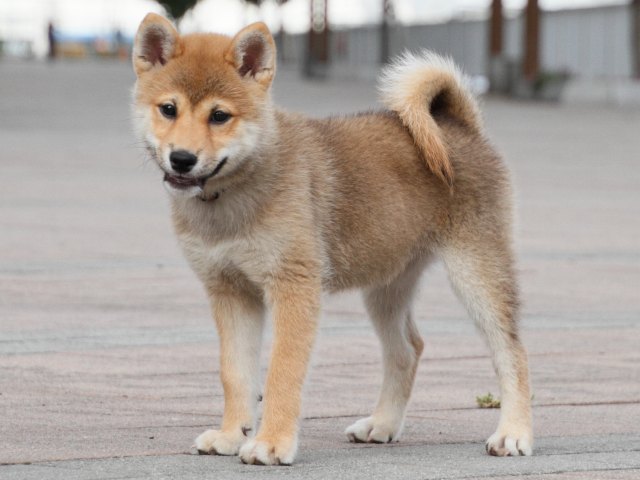 IMG_9509-shiba-puppy IMG_9509-shiba-puppy