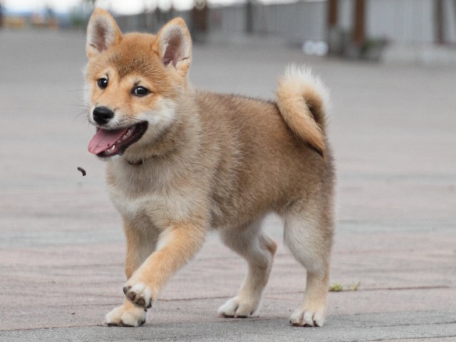IMG_9510-shiba-puppy IMG_9510-shiba-puppy
