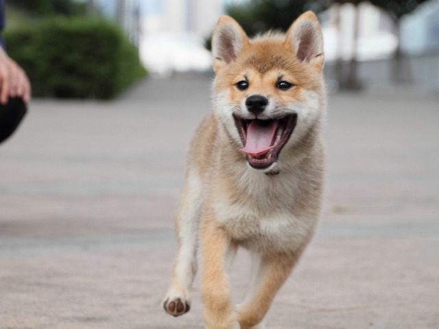 IMG_9516-shiba-puppy IMG_9516-shiba-puppy