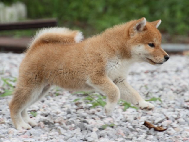 IMG_9756-shiba-puppy IMG_9756-shiba-puppy