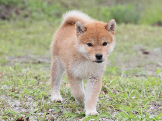 IMG_9833-shiba-puppy IMG_9833-shiba-puppy