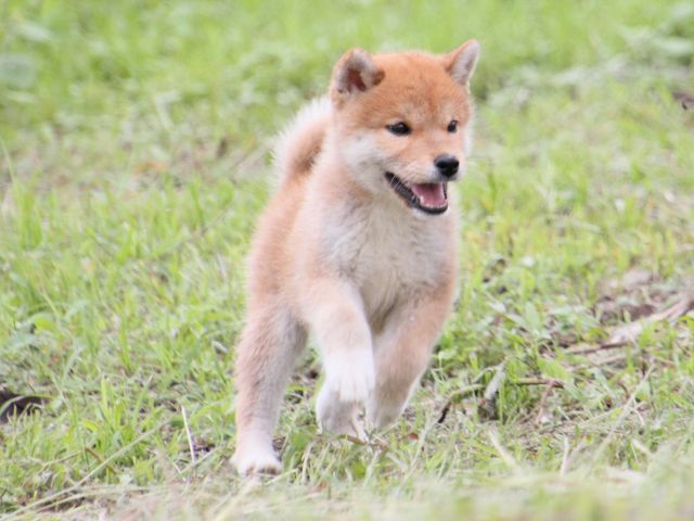IMG_9869-shiba-puppy IMG_9869-shiba-puppy