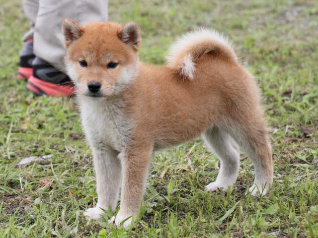 IMG_9882-shiba-puppy IMG_9882-shiba-puppy