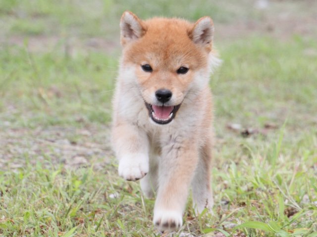 IMG_9895-shiba-puppy IMG_9895-shiba-puppy