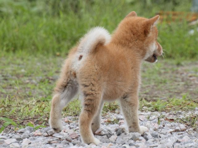 IMG_9974-shiba-puppy IMG_9974-shiba-puppy