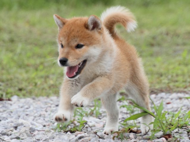 IMG_9979-shiba-puppy IMG_9979-shiba-puppy