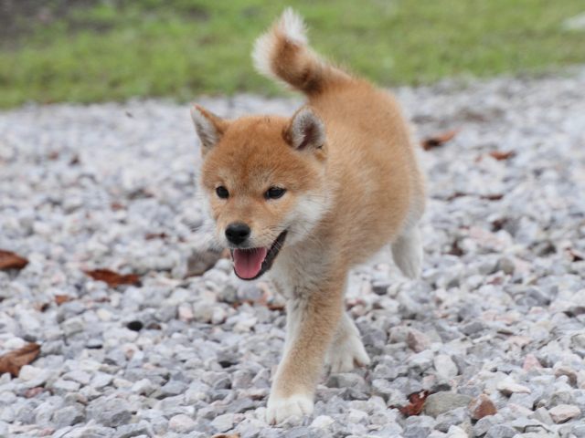 IMG_9984-shiba-puppy IMG_9984-shiba-puppy