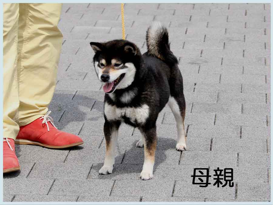 kuro-mesu