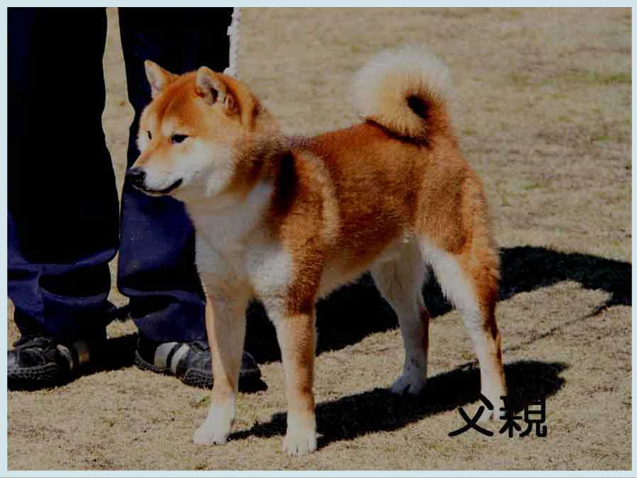 momozen1
