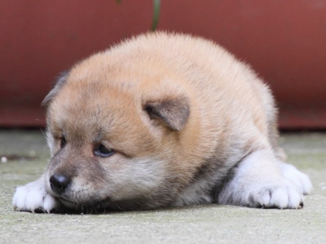 IMG_0067-shiba-puppy IMG_0067-shiba-puppy
