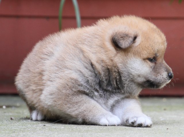 IMG_0073-shiba-puppy IMG_0073-shiba-puppy