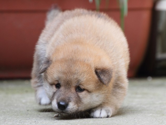 IMG_0089-shiba-puppy IMG_0089-shiba-puppy