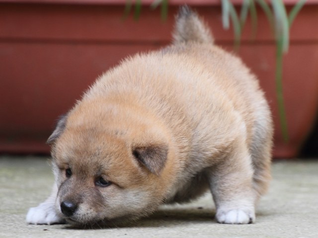 IMG_0092-shiba-puppy IMG_0092-shiba-puppy